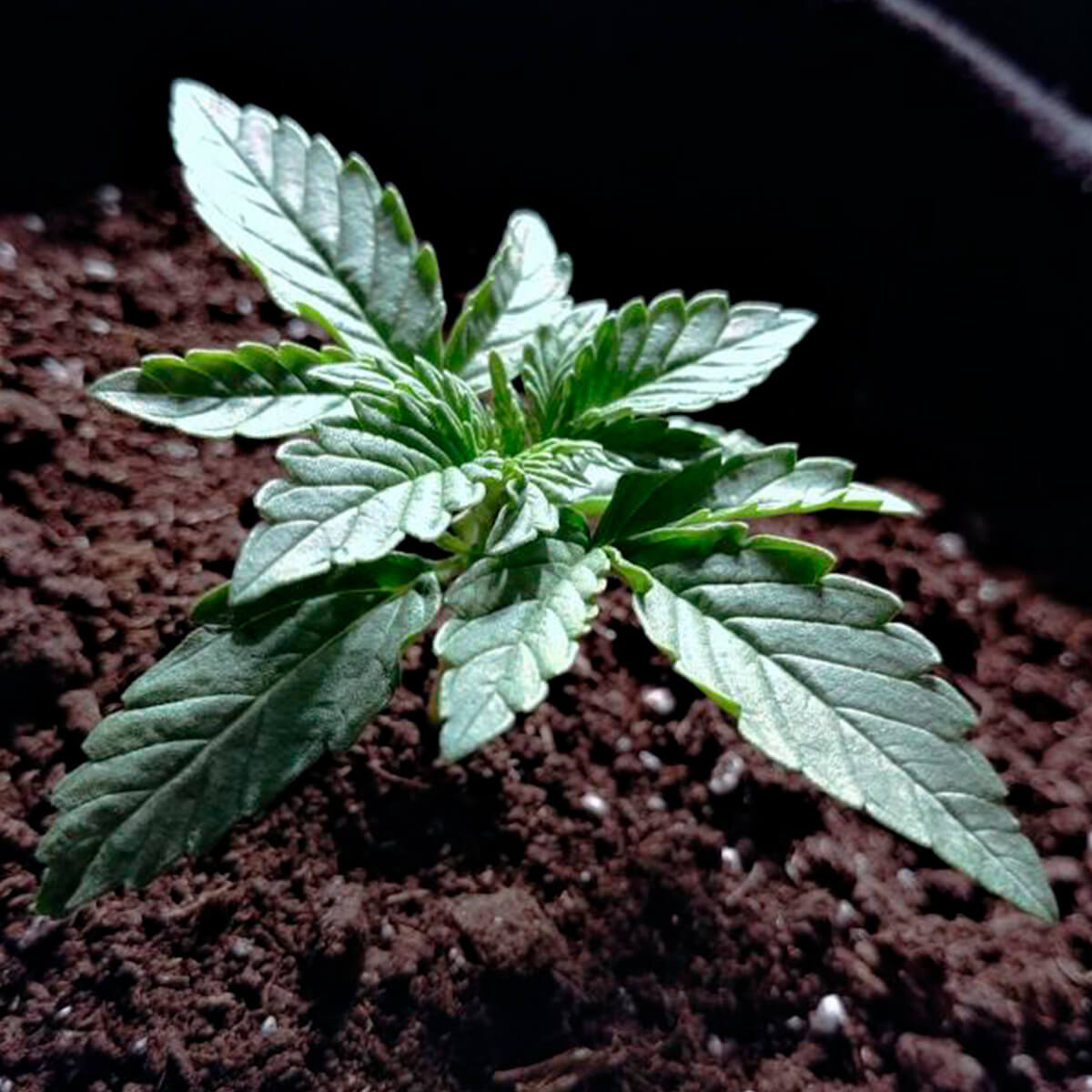 La Bella Afrodita Autofloreciente, planta en crecimiento